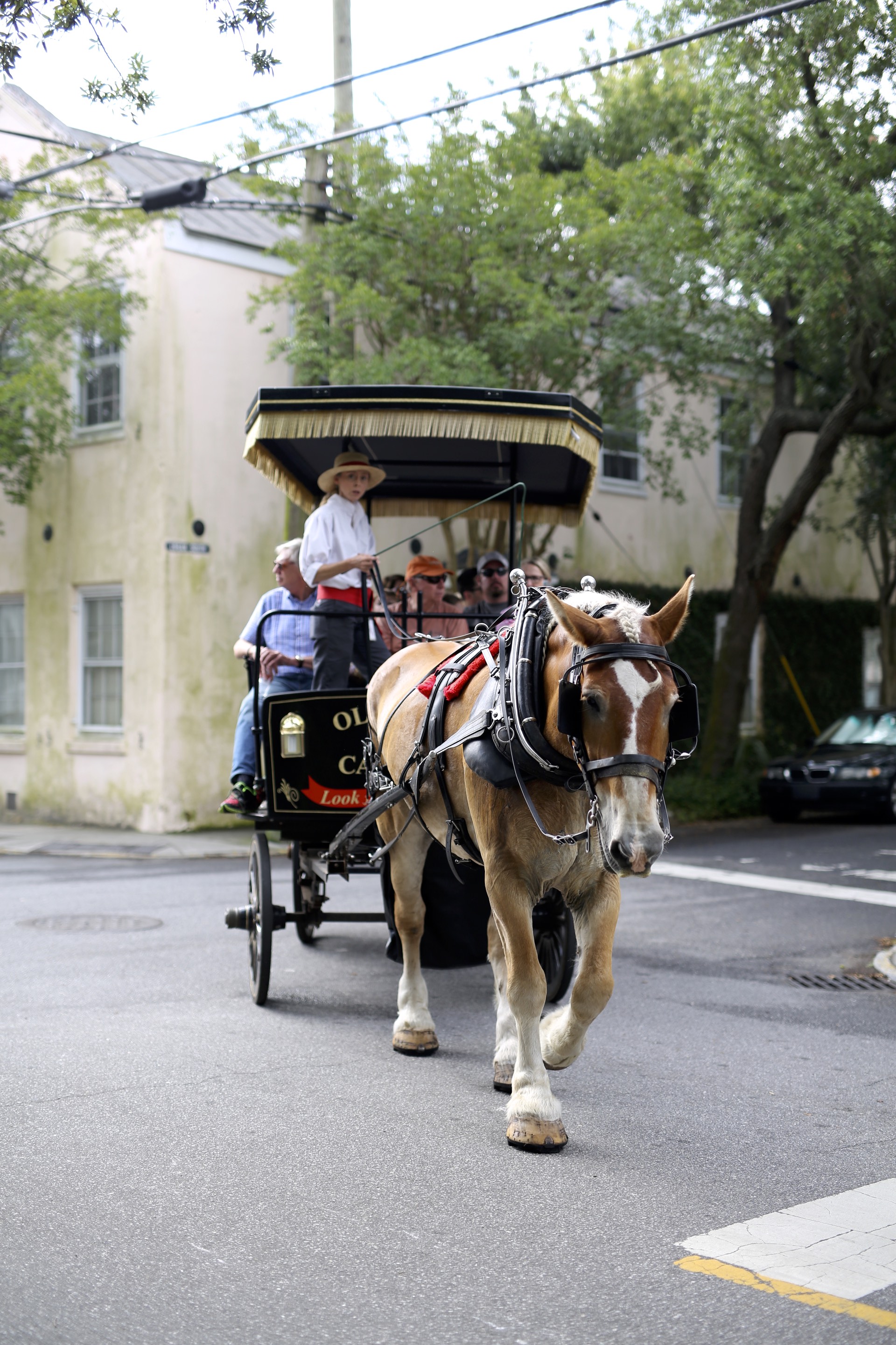 Charleston Carriage Ride