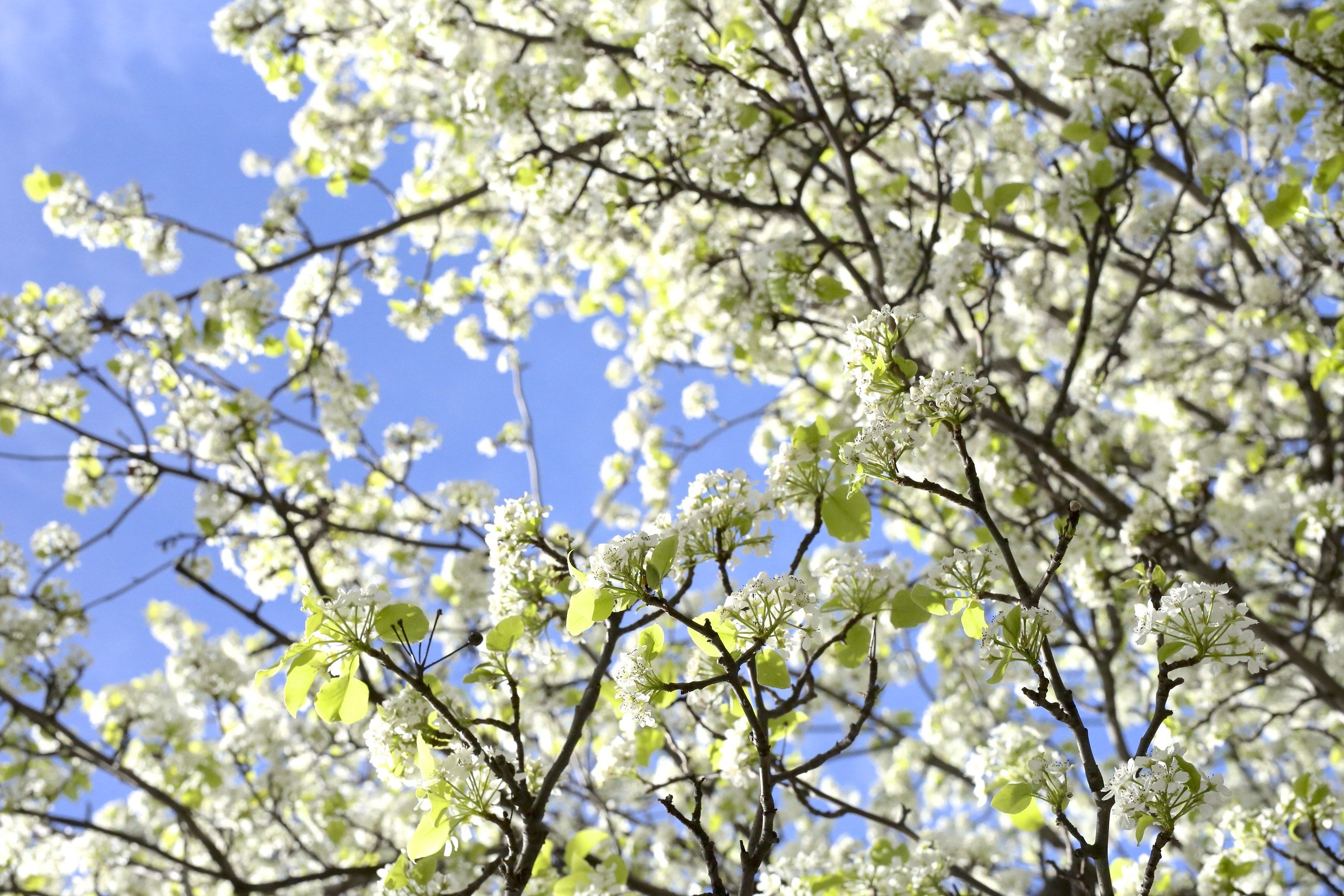 spring flowering trees and blue sky