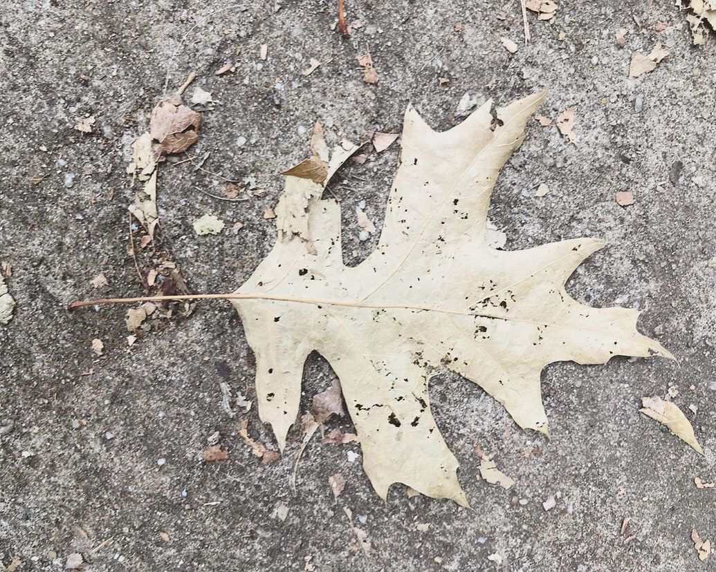 dry leaf on concrete