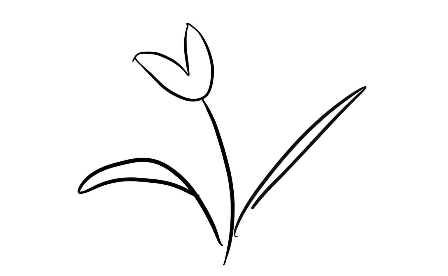 drawing of a tulip