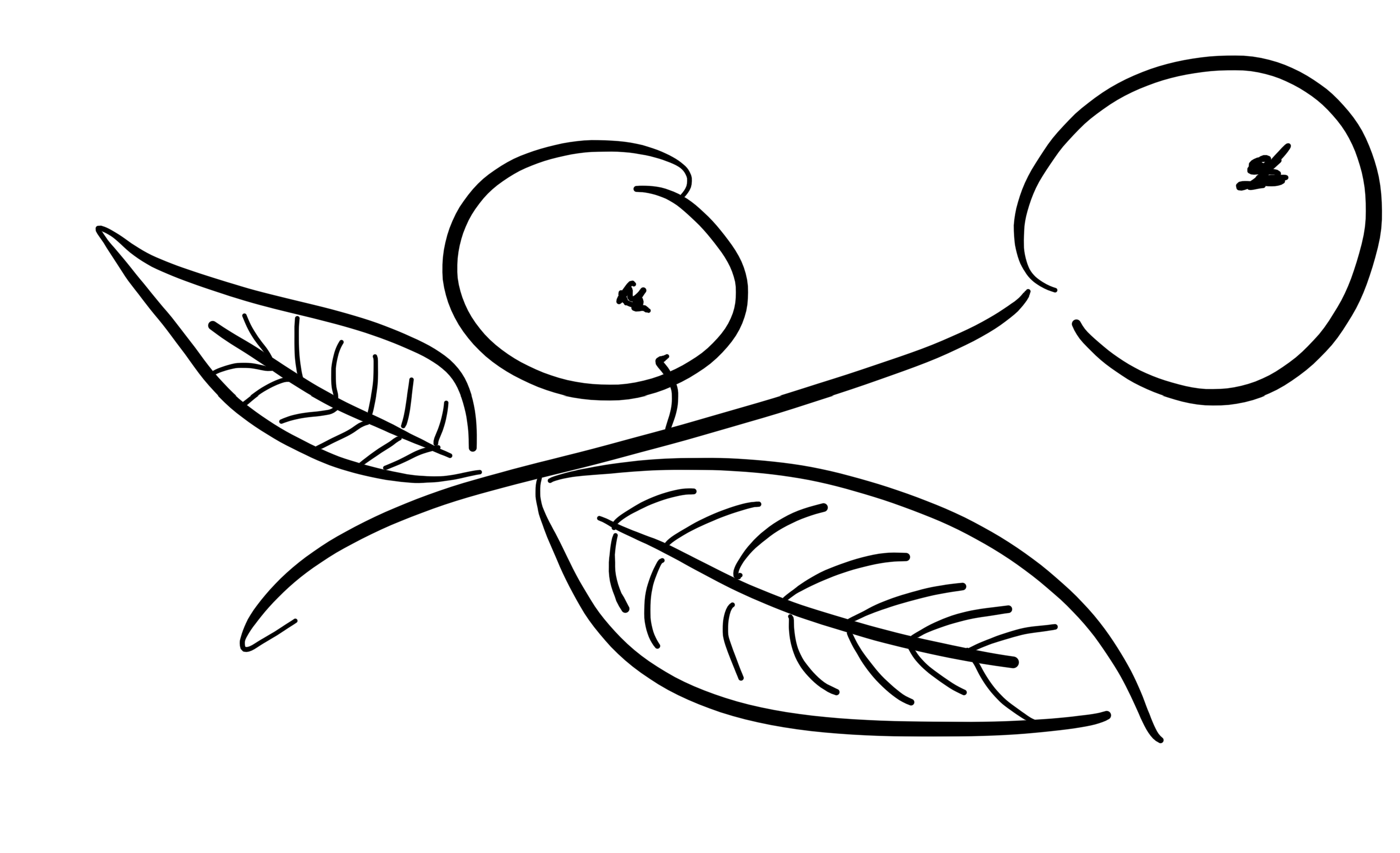 black line drawing of two oranges with two leaves