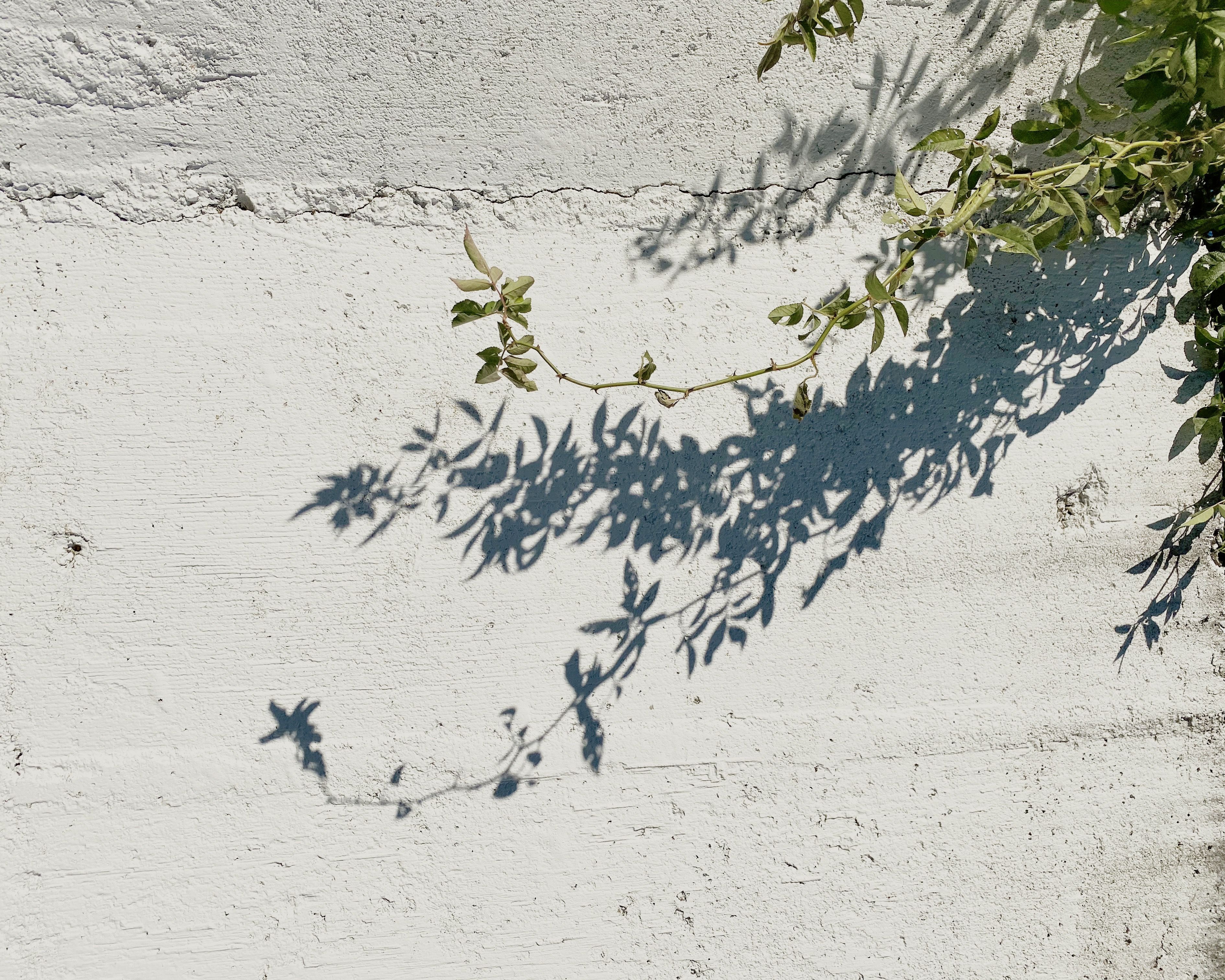 branch on a white wall with shadow