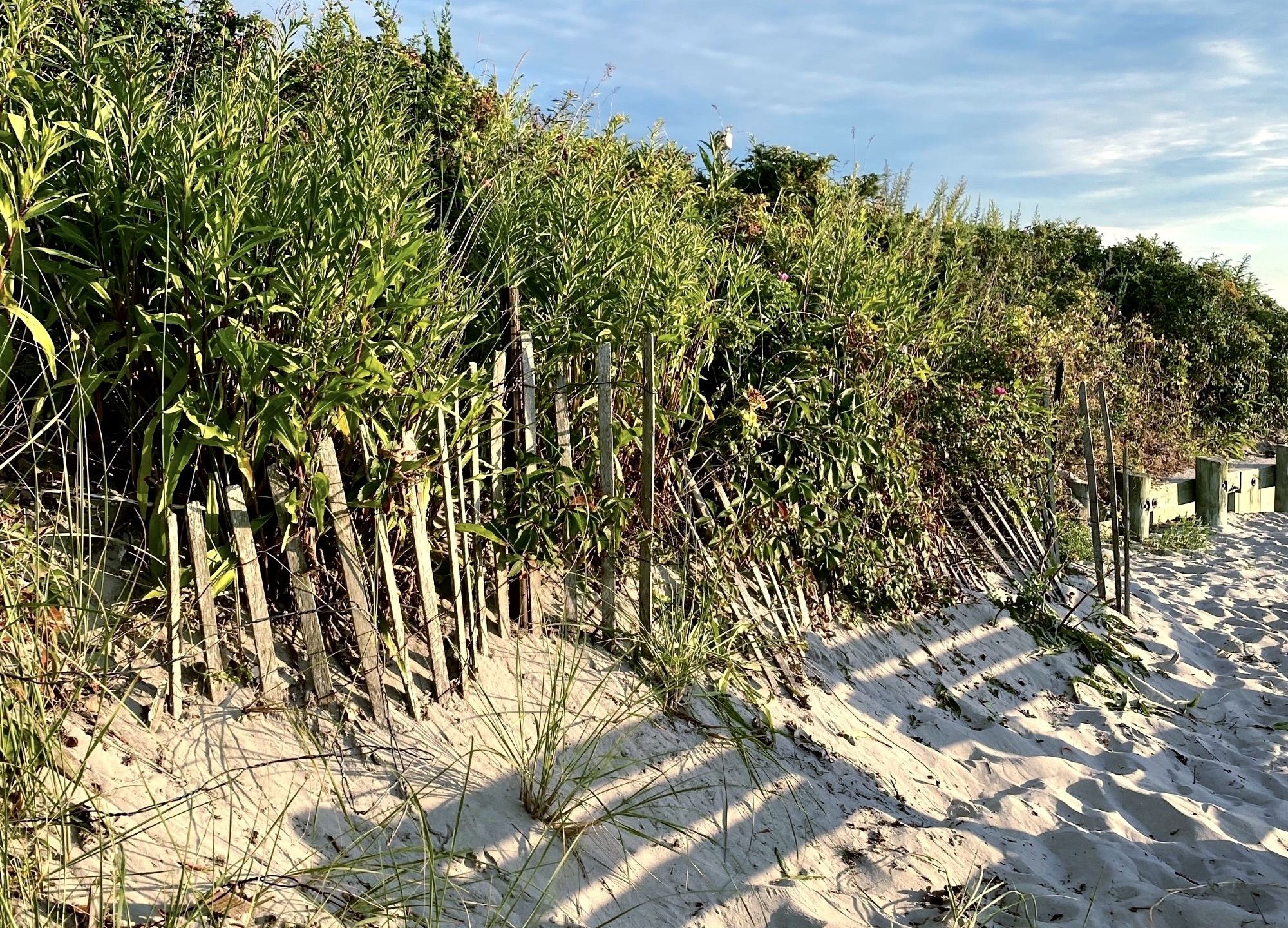 beach grasses behind a wooden fence