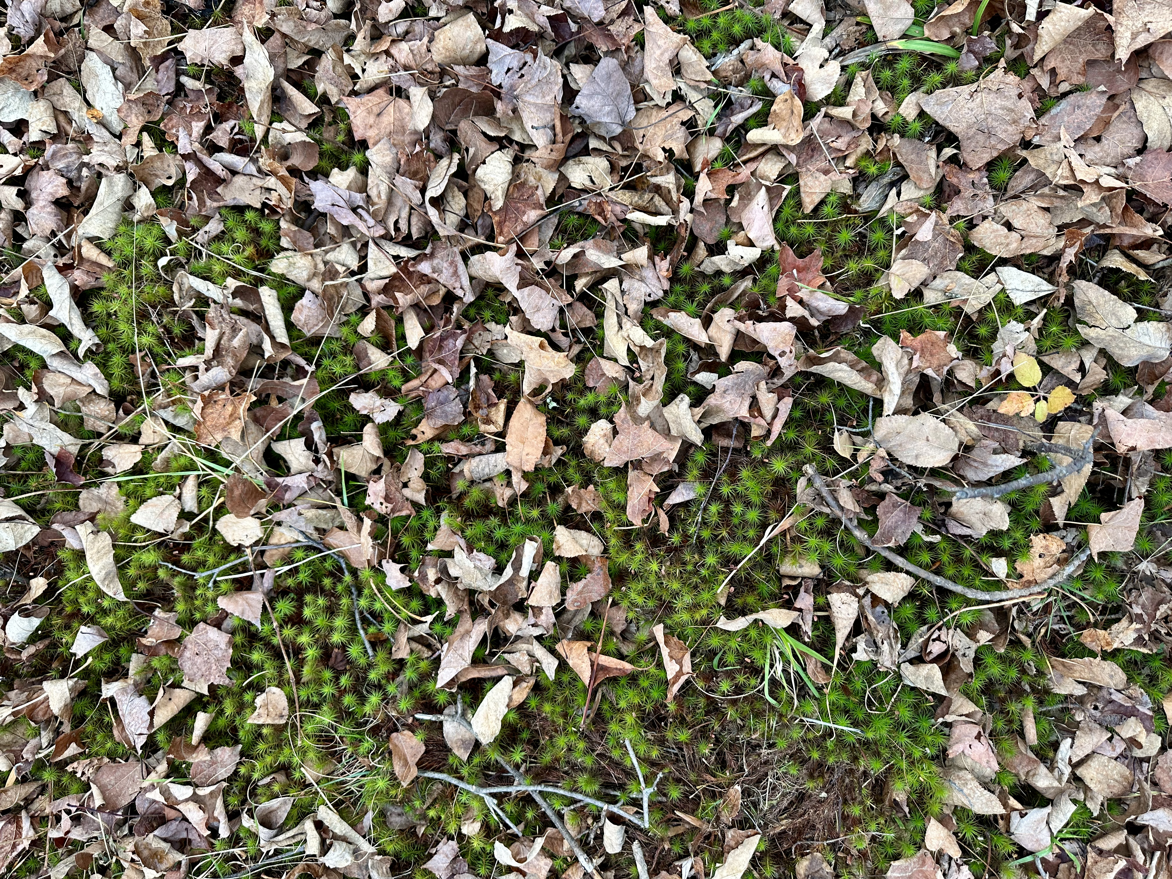brown leaves on green grass