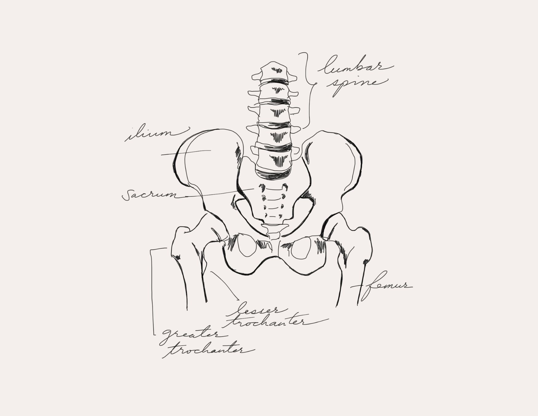 drawing of pelvis